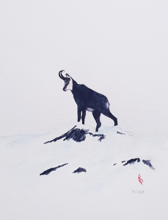 Chamois