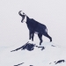 Chamois